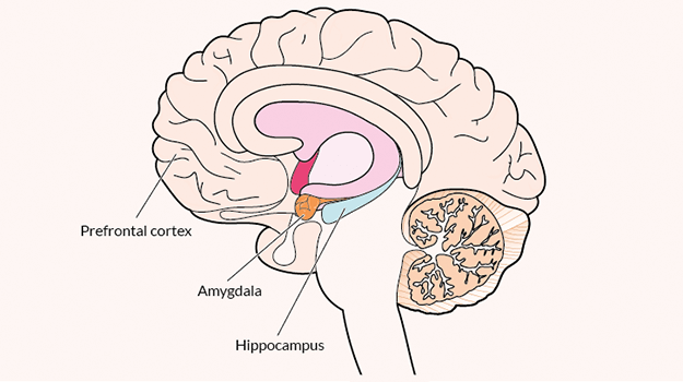 The new brain imagery